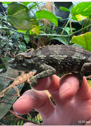 Pair of Jackson xantholophus chameleons