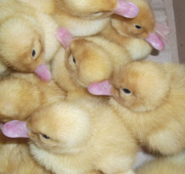 Cherry Valley Duck Eggs