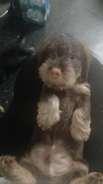 Dachshund puppies