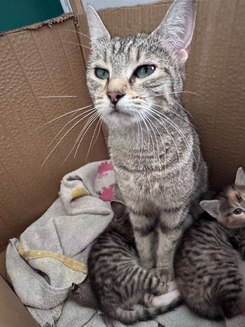X2 female kittens