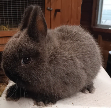 2 Baby Netherlands available
