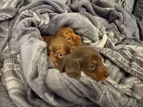 Miniature dachshund puppies Long haired