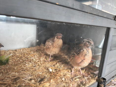 MALE Japanese Coturnix quail. Jumbo