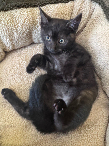 Gorgeous kittens
