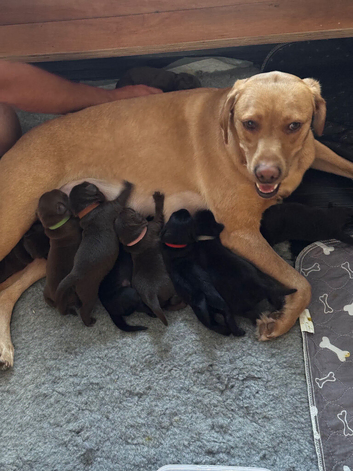 Labrador retriever puppies