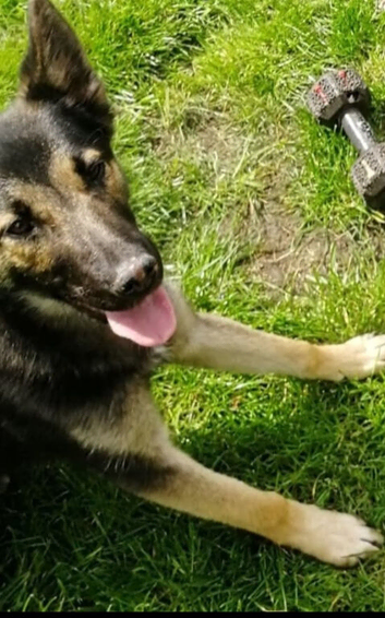 Belgium sheperd girl 18 months old
