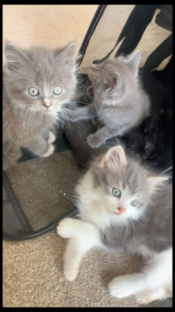 Stunning mixed litter of 11 boys and girls