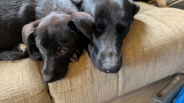 Cuddly Cuties