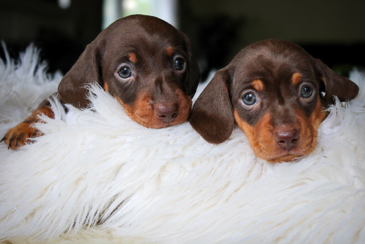 Adorable Miniature Dachshund Pups