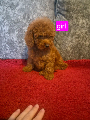 Miniature Poodle puppies