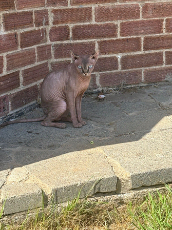 Sphinx cat