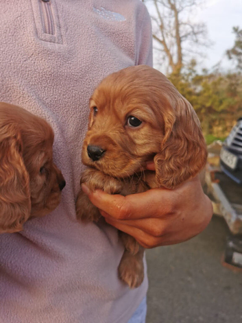Cocker spaniel pups