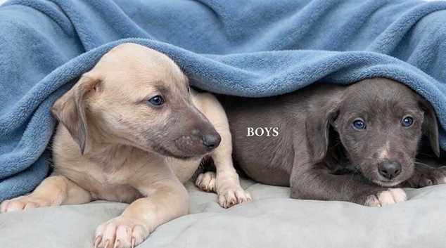 Beddlington whippet saluki greyhound puppy's