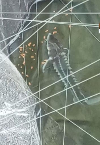 7-8" Diamond back Sturgeon read description