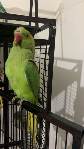 Male Indian ringneck