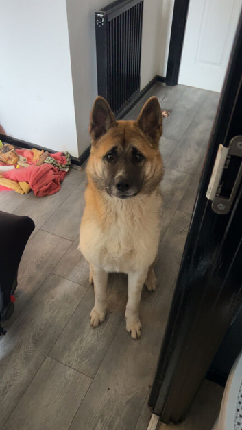 American Akita