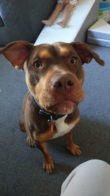 Urgent rehome