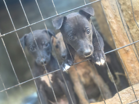 1/4 Whippets