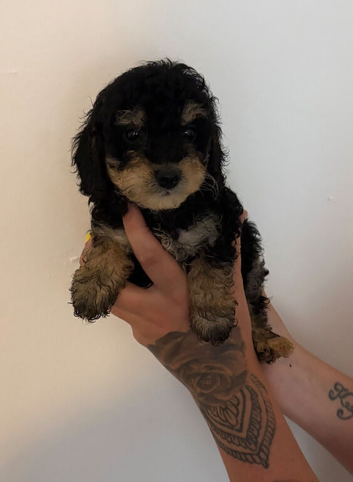 Cockapoo puppies