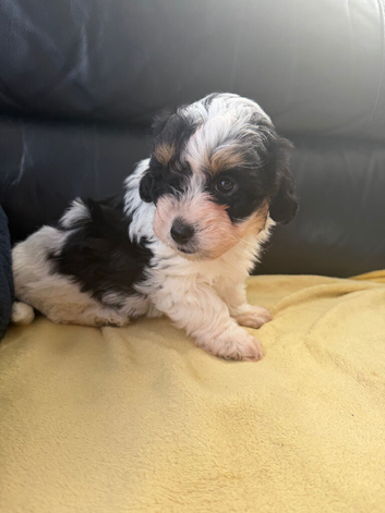 Ready now one Stunning female f1 jackapoo puppies