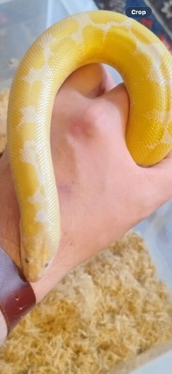 Snow sand boa