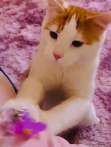 A boy kitten in plymouth