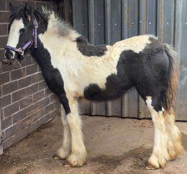 Cob filly to make me 14h