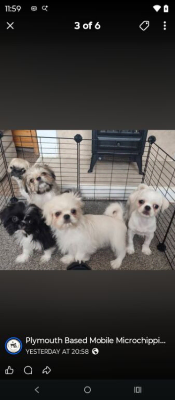 5 gorgeous pugzu (shih Tzu X pug)  puppies