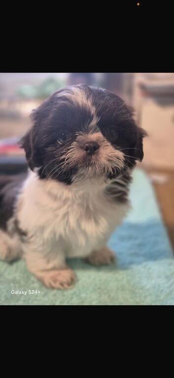 2 Beautiful Choc parti Imperial Shih Tzu bitches