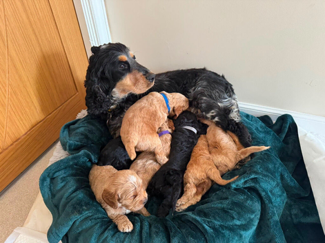 Toy cockapoo puppies