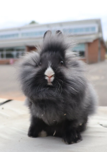 Baby Vienna carrying Lionhead Buck - Ready now.