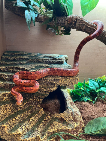 Snake for sale including set up