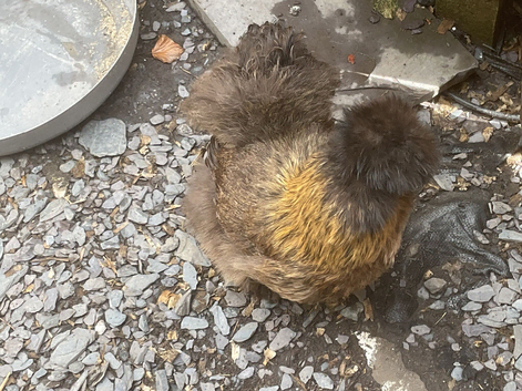 Bearded silkies