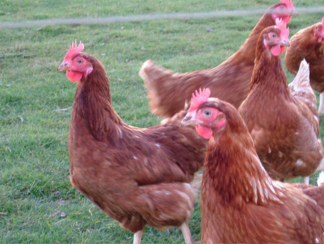 7 laying hens