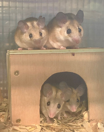 Spiny mice for sale