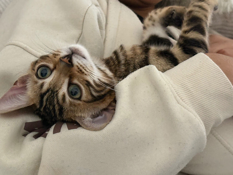Gorgeous One of the kind bengal boy!