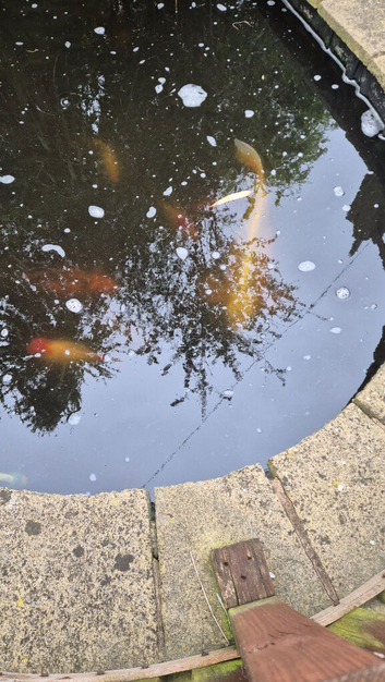 Large koi carp and Various others