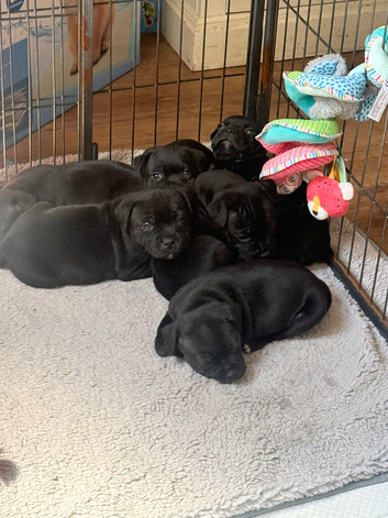 Staffordshire bull terrier puppies