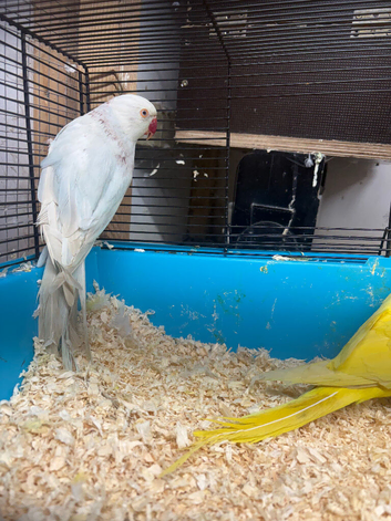 3 ringnecks 2 cocks 1 hen
