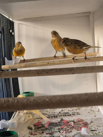 Red factor canary's