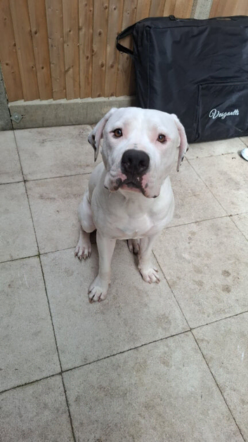 American bulldog x staff