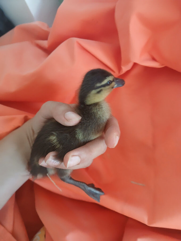 Call ducklings