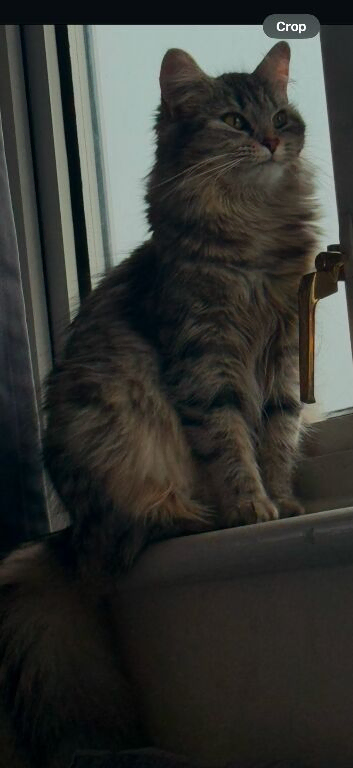 Exceptional Maine Coon x Siberian Kittens