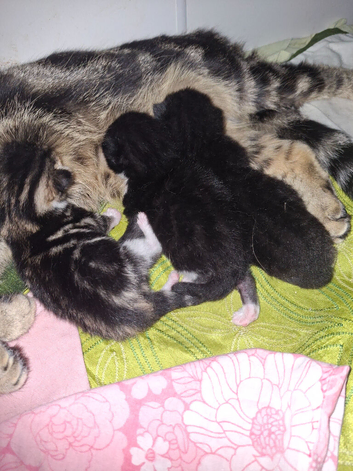 3 beautiful kittens for sale