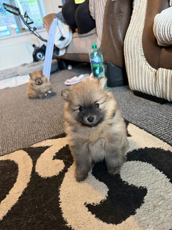 Pomegranate puppies