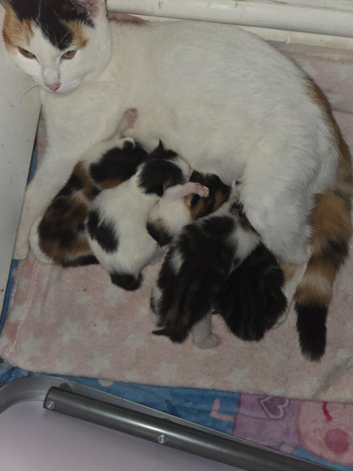 Kittens