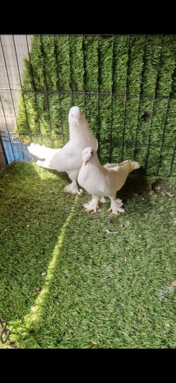 Turkish pigeons for sale