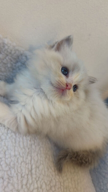 European Ragdolls