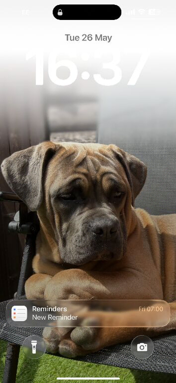 2.yr old female cane corso