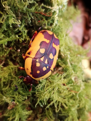 Pachnoda fissipunctum adult beetles
